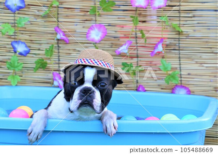 Boston terrier with a straw hat in a cute pool with morning glory and colored balls ♡ Mighty-kun Boston terrier with a straw hat in a cute pool with morning glory and colored balls ♡ Mighty-kun 105488669