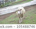 Sheep ~At the ranch ①~ 105488746