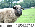 Sheep ~At the ranch②~ 105488748