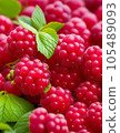 beautiful raspberry 105489093