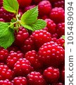 raspberry 105489094