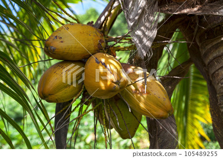 Close-up on coconuts 105489255