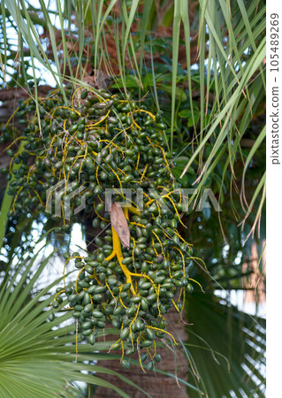 Green dates of a Phoenix dactylifera Green dates of a Phoenix dactylifera 105489269