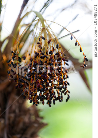 Black dates of a Phoenix roebelenii 105489271