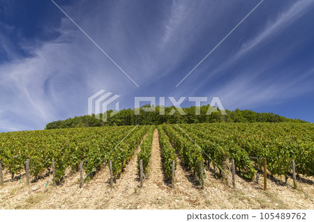 Typical vineyards near Aloxe-Corton, Cote de Nuits, Burgundy, France Typical vineyards near Aloxe-Corton, Cote de Nuits, Burgundy, France 105489762