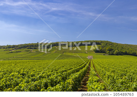Typical vineyards near Clos de Vougeot, Cote de Nuits, Burgundy, France 105489763