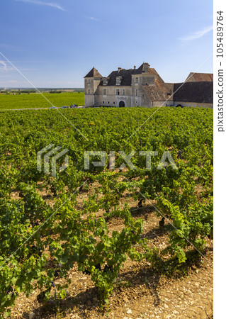 Typical vineyards near Clos de Vougeot, Cote de Nuits, Burgundy, France Typical vineyards near Clos de Vougeot, Cote de Nuits, Burgundy, France 105489764