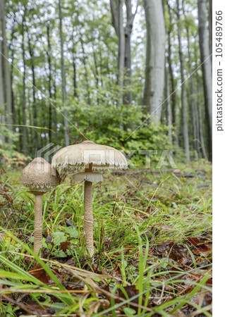 High Bedle (Macrolepiota procera) in the autumn forest, White Carpathians, Southern Moravia, Czech Republic 105489766