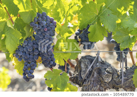 Vineyards with Cabernet Sauvignon near Chateau Dauzac, Margaux, Medoc, Bordeaux, Aquitaine, France 105489770