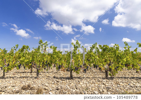 Vineyards near Saint-Julien-Beychevelle, Bordeaux, Aquitaine, France Vineyards near Saint-Julien-Beychevelle, Bordeaux, Aquitaine, France 105489778
