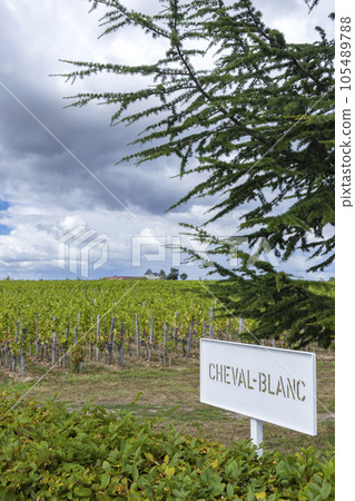 Typical vineyards (1er Grand Cru Classe A) near Chateau Cheval Blanc, Saint-Emilion, Aquitaine, France Typical vineyards (1er Grand Cru Classe A) near Chateau Cheval Blanc, Saint-Emilion, Aquitaine, France 105489788