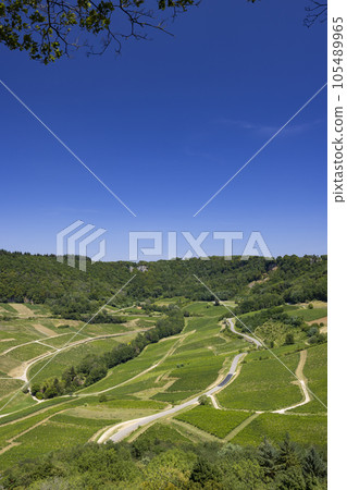 Vineyards near Chateau Chalon, Department Jura, Franche-Comte, France 105489965