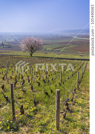 Early spring vineyards near Aloxe-Corton, Burgundy, France Early spring vineyards near Aloxe-Corton, Burgundy, France 105490065