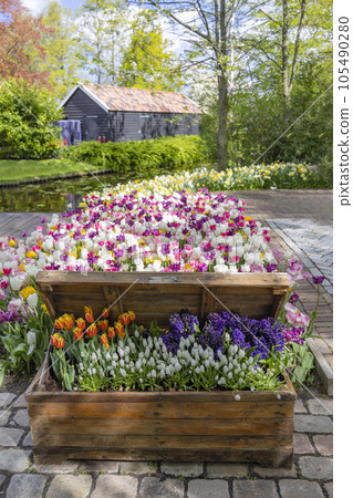 Keukenhof flower garden - largest tulip park in world, Lisse, Netherlands 105490280