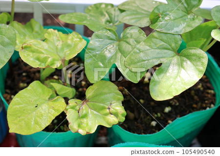 sprouted morning glory leaves sprouted morning glory leaves 105490540