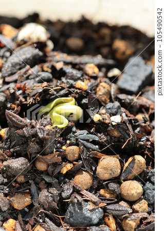 Freshly germinated morning glory leaves 105490542