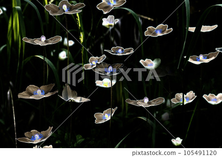 A closeup shot of a group of small white and blue flowers. Graphic resource A closeup shot of a group of small white and blue flowers. Graphic resource 105491120