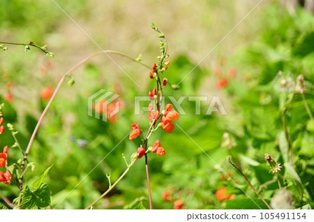 花豆紅色花 105491154