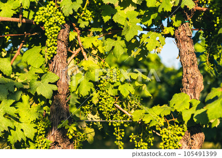 Growing and ripening of organic white grapes 105491399