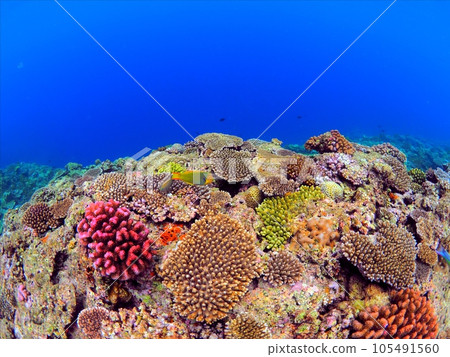 Onna Village, Okinawa Prefecture. Cape Maeda is a popular diving spot. 105491560