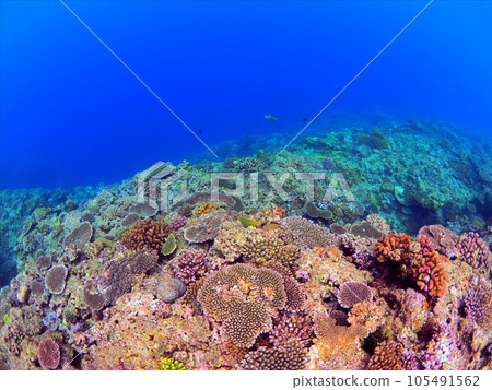 Onna Village, Okinawa Prefecture. Cape Maeda is a popular diving spot. 105491562