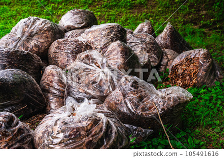 Making mulch with collected fallen leaves Making mulch with collected fallen leaves 105491616