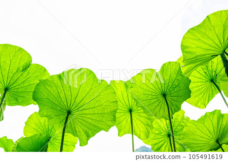 荷葉的背面和抬頭的天空 105491619