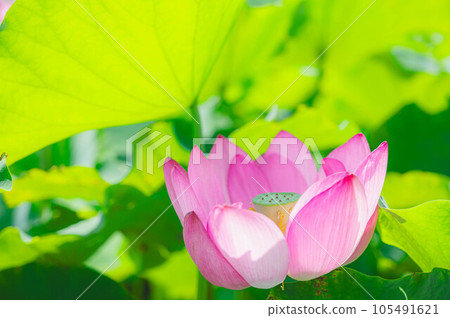 Lotus flower blooming in the shade of large leaves 105491621