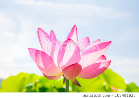 蓮花在陽光明媚的夏日綻放美麗 105491625
