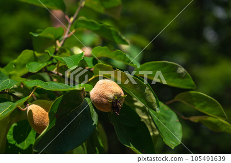 夏天的柑橘水果 105491639