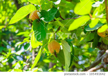 Quince basking in the summer sun 105491642
