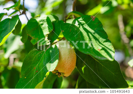 summer ripe quince 105491643