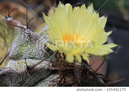 仙人掌般若黃花特寫 105492175