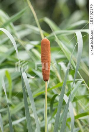 Typha latifolia found in the reed forest. broadleaf cattail, Bulrush, common bulrush, common cattail, cat-o'-nine-tails, great reedmace, cooper's reed, cumbungi. 105492179