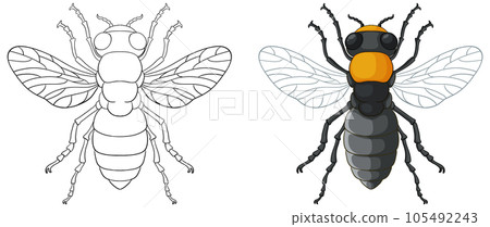 Bee Insect Outline for Colouring Bee Insect Outline for Colouring 105492243