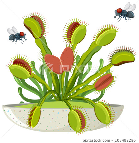 Flies Fly Over Venus Flytrap Plant Flies Fly Over Venus Flytrap Plant 105492286