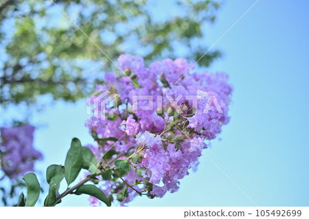 夏日午後的紫薇 夏日午後的紫薇 105492699