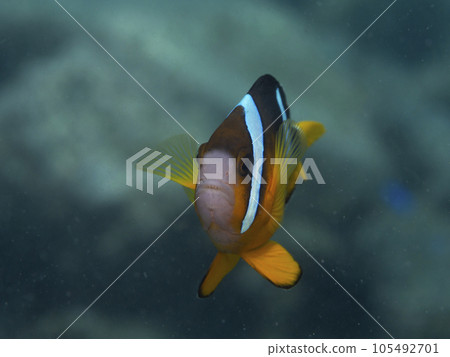 銀蓮花魚 銀蓮花魚 105492701