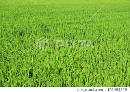 Footprints of the wind crossing the rice fields in the early afternoon 105493259