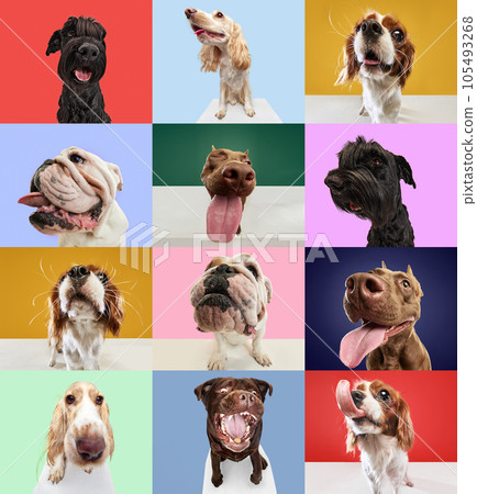 Creative collage made of different breeds of dogs. Close-up of purebred muzzles for dogs against multicolored background. Fish-eyes look 105493268