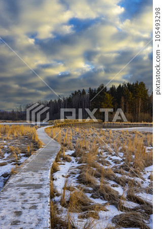 nature reserve Olsina, Sumava National Park, Czech Republic 105493298