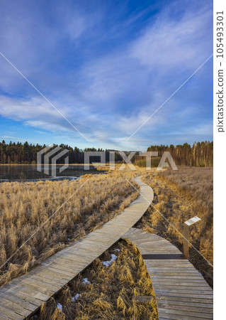 nature reserve Olsina, Sumava National Park, Czech Republic 105493301