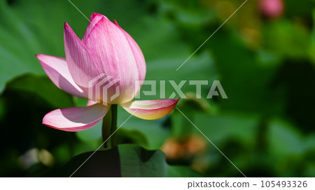 風景與蓮花和花蕾 105493326