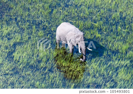 Aerial View of an African Elephant 105493801