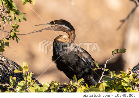 African Darter sitting on a tree African Darter sitting on a tree 105493805