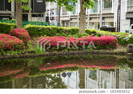 Morioka Iwate Park in spring 105493832