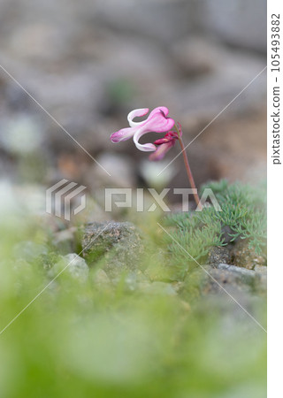 Alpine plant Cumkusa Alpine plant Cumkusa 105493882