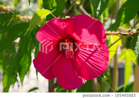 Summer sunshine and titan vicus petals closeup 105493883