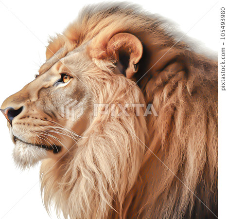 Lion image - image of Lion No1-2 - 105493980