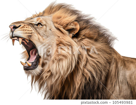 獅子圖像 - 獅子 No1-3 的圖像 - 獅子圖像 - 獅子 No1-3 的圖像 - 105493981